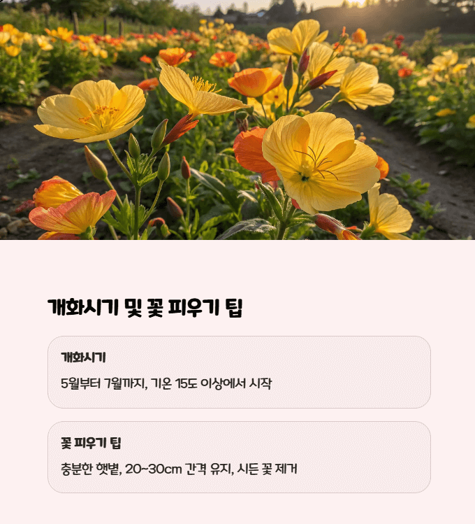 낮달맞이꽃