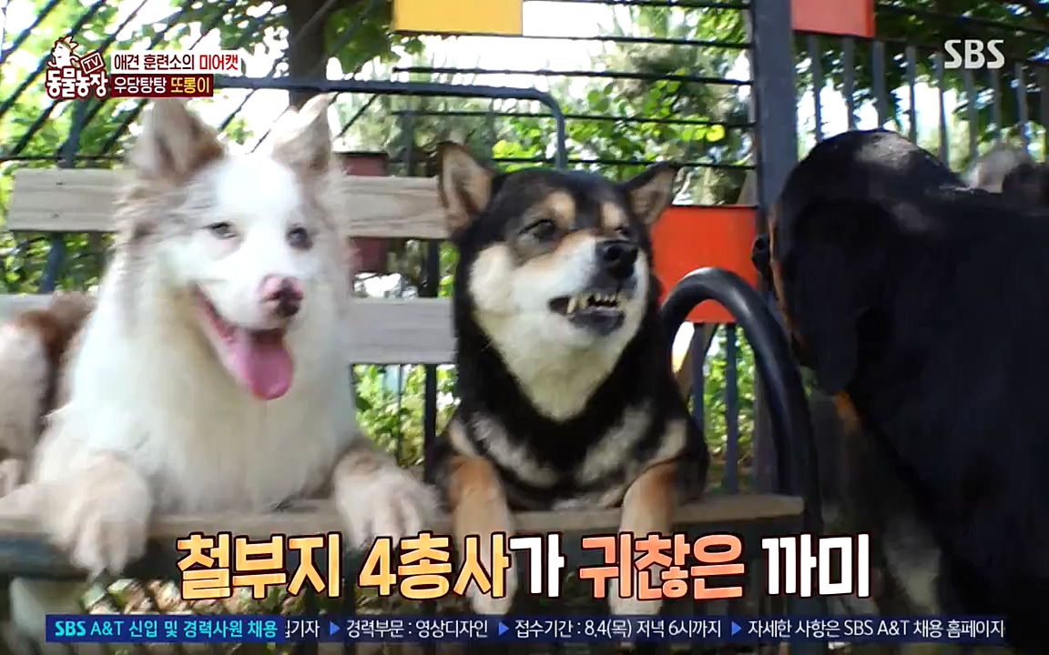 TV 동물농장.E1079.220725p-NEXT.mp4_20220724_151943.620.jpg