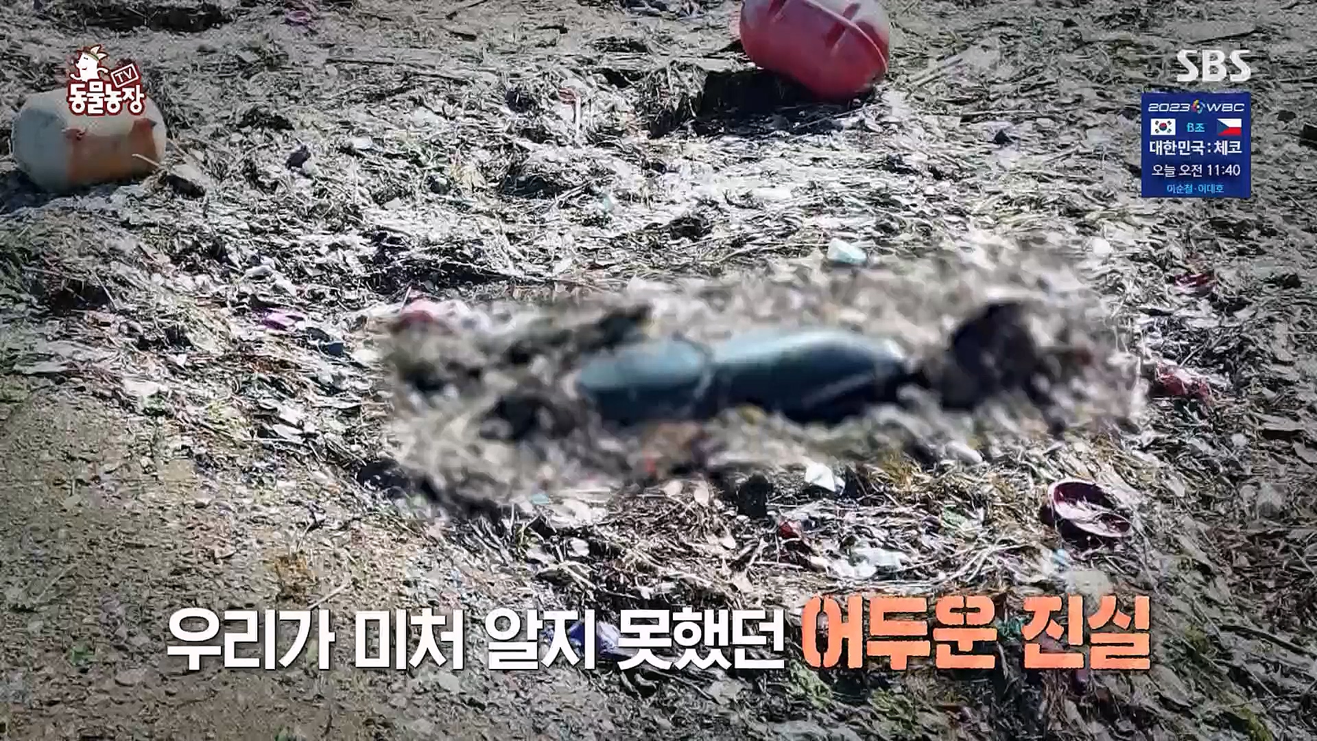 TV 동물농장.E1111.230312p.H264-F1RST.mp4_20230312_180003.398.jpg