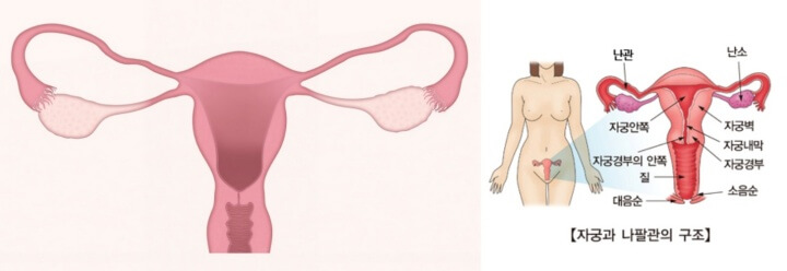 여성생식기의-구조