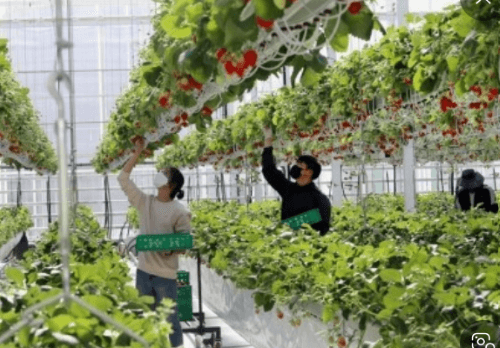 청년 농업인 최대 5억 원 지원