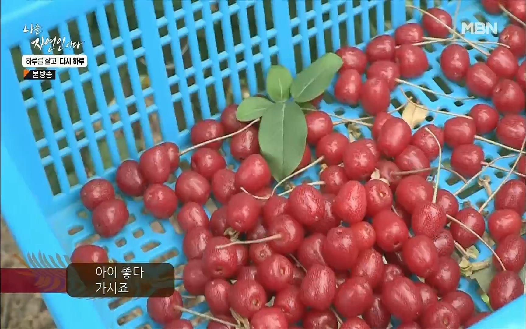 나는 자연인이다.E509.220706p.H264-F1RST.mp4_20220707_183725.228.jpg