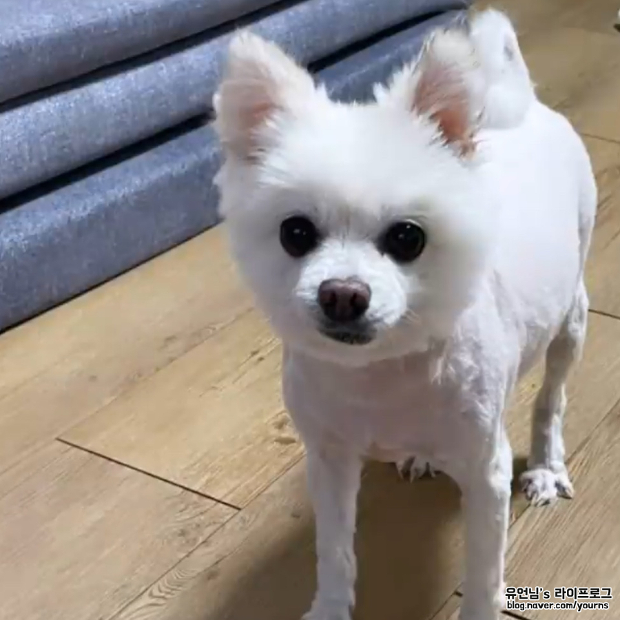 특징 (포메라니안 스피츠와 차임) 믹스견 종류 폼피츠의 성격과 3