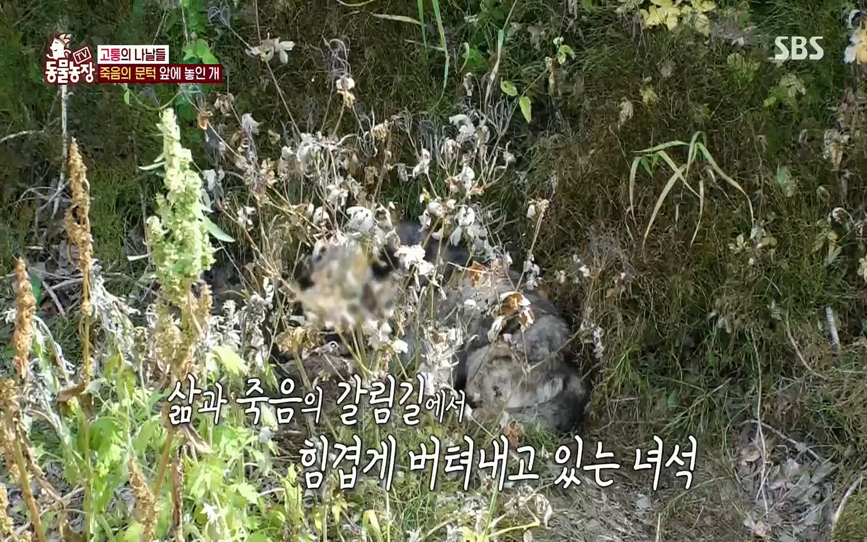 TV 동물농장.E1077.220710p.H264-F1RST.mp4_20220710_175435.838.jpg