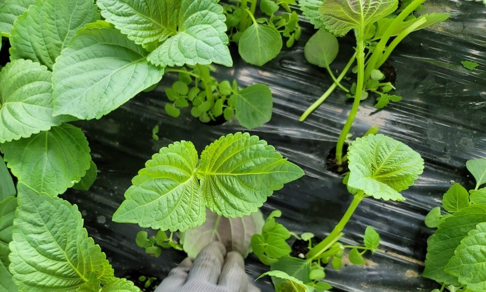 깻잎농원 이미지