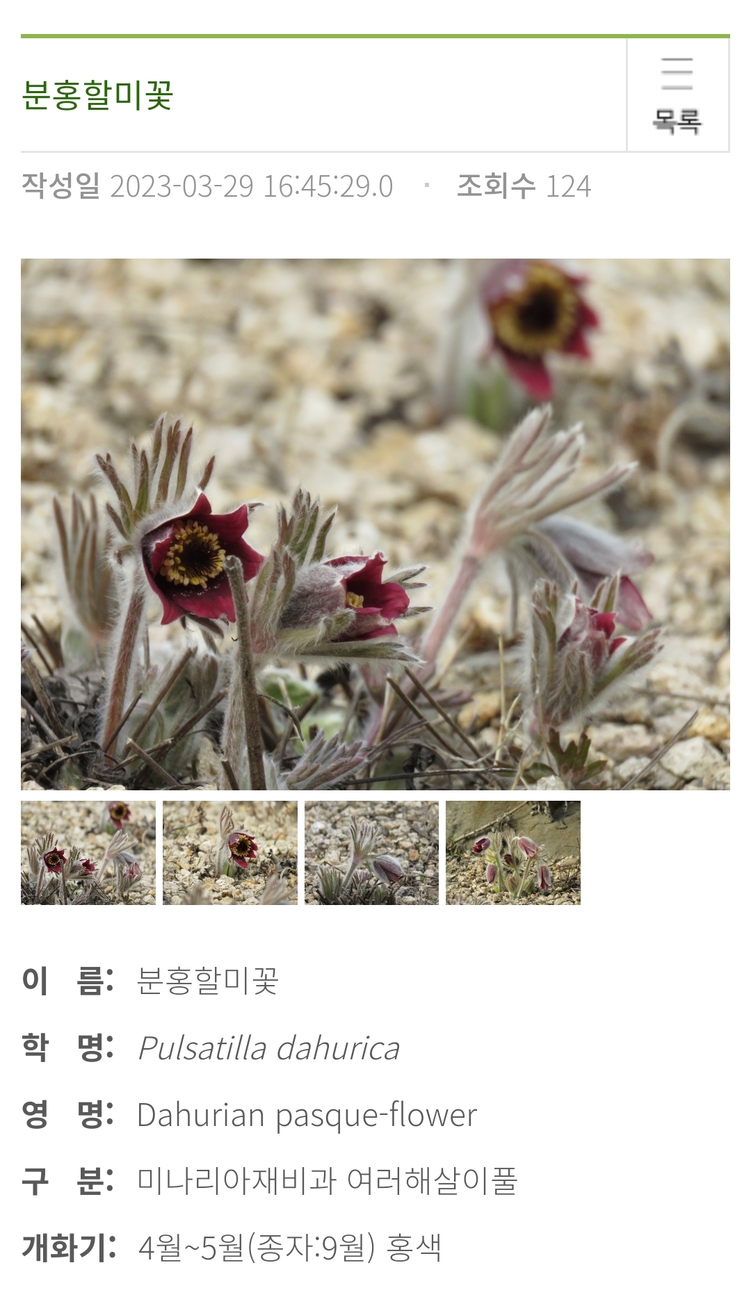 QR코드를 가져다 대면 꽃에 대한 정보를 알 수있다.