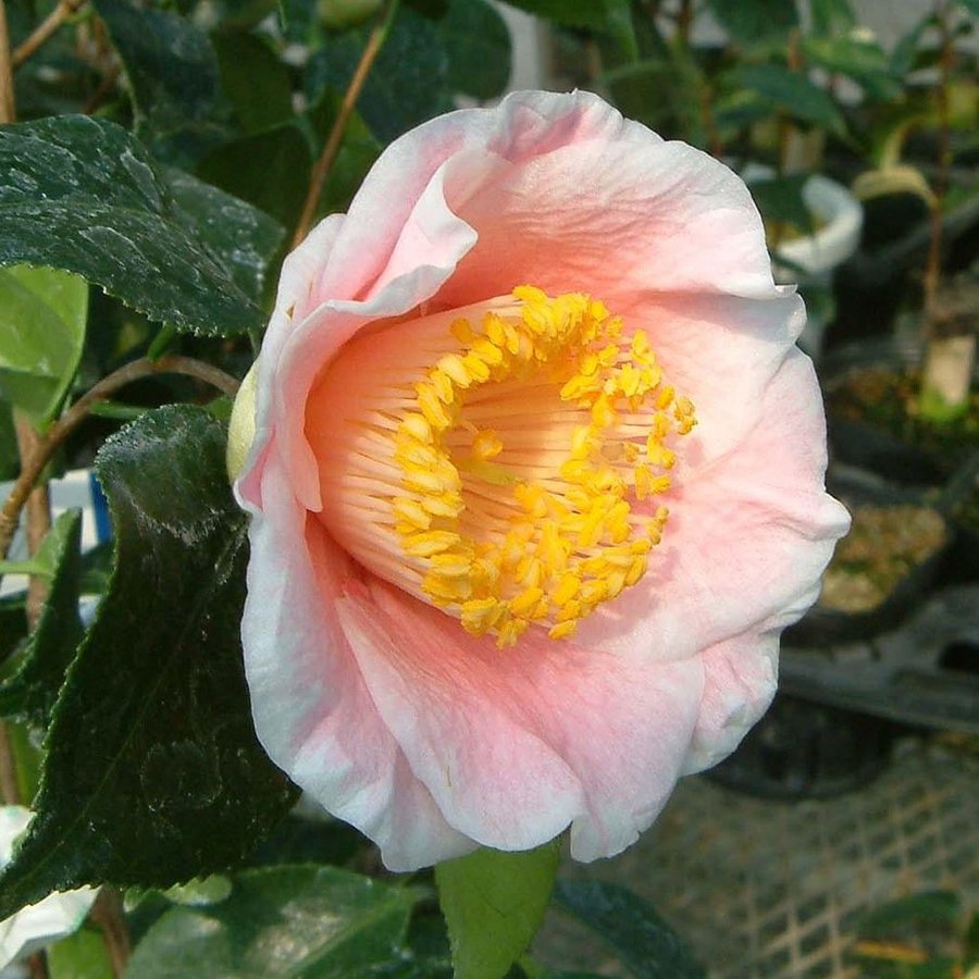 椿 쯔바키 동백