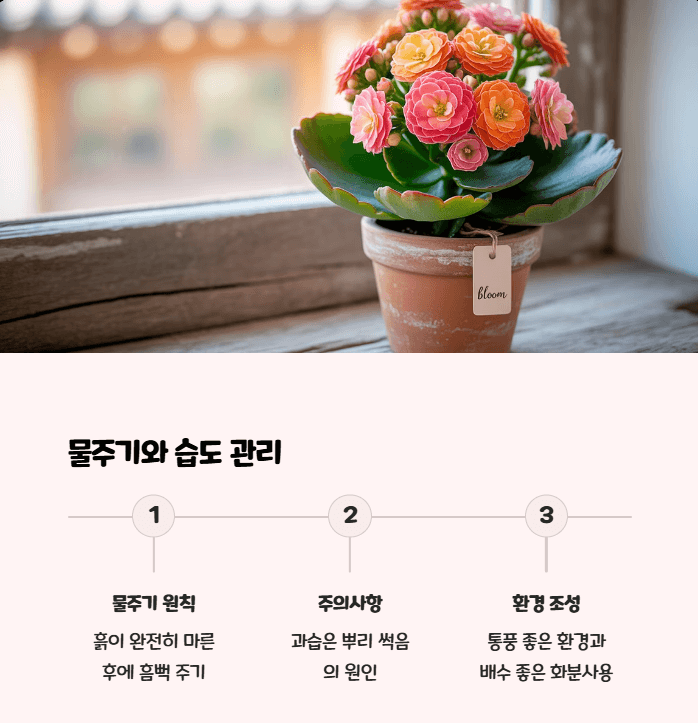 칼란디바 키우기