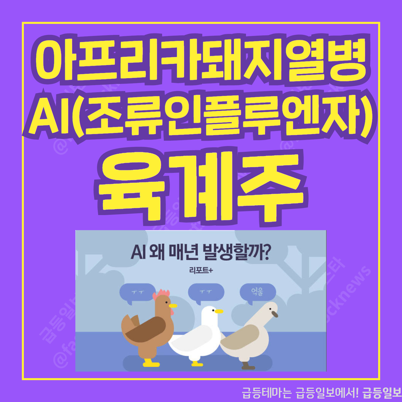  육계주 :: 급등일보 카드뉴스