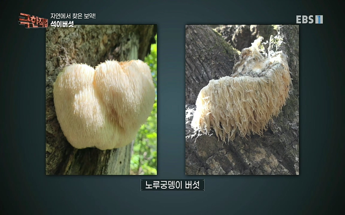TV - 교육의 중심 EBS자연에서 찾은 보약! 석이버섯, 호장근, 백하수오.mp4_20220518_185607.901.jpg