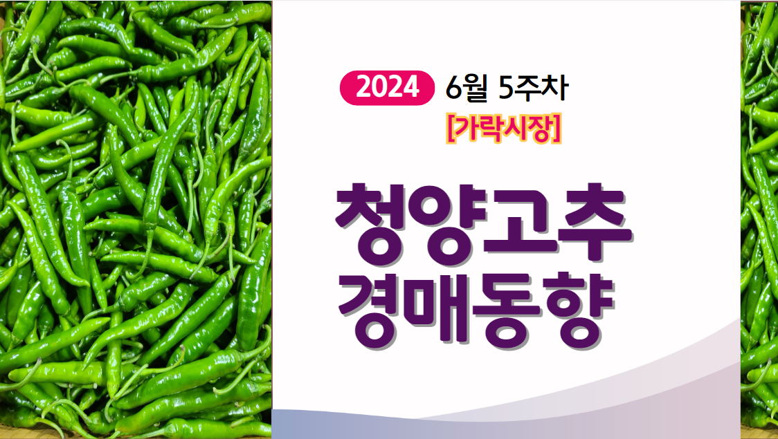  [경매사 주간보고] 2024년 6월 5주차 가락시장 "청양고추" 주간 경매동향을 살펴보겠습니다!
