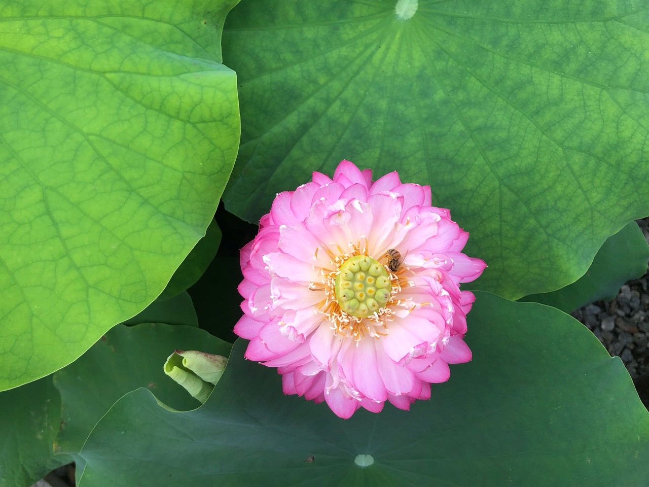  수생식물 연꽃 씨앗(연자,연밥) 발아하여 기르기 정보