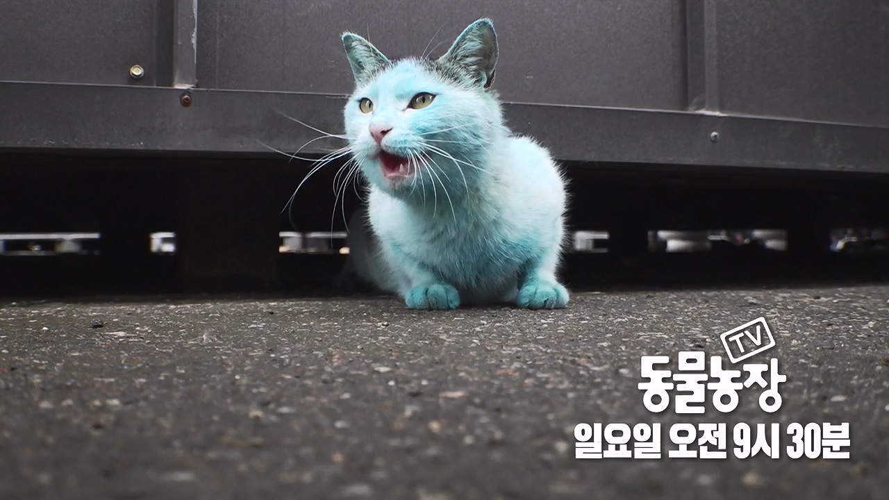 TV 동물농장.E1176.240617p-NEXT.mp4_20240616_171035.235.jpg