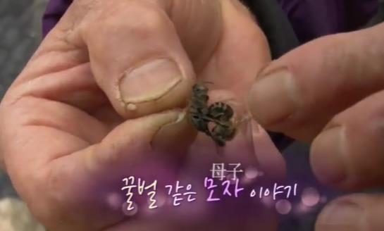  6시내고향 꿀벌모자 벌꿀 파는곳