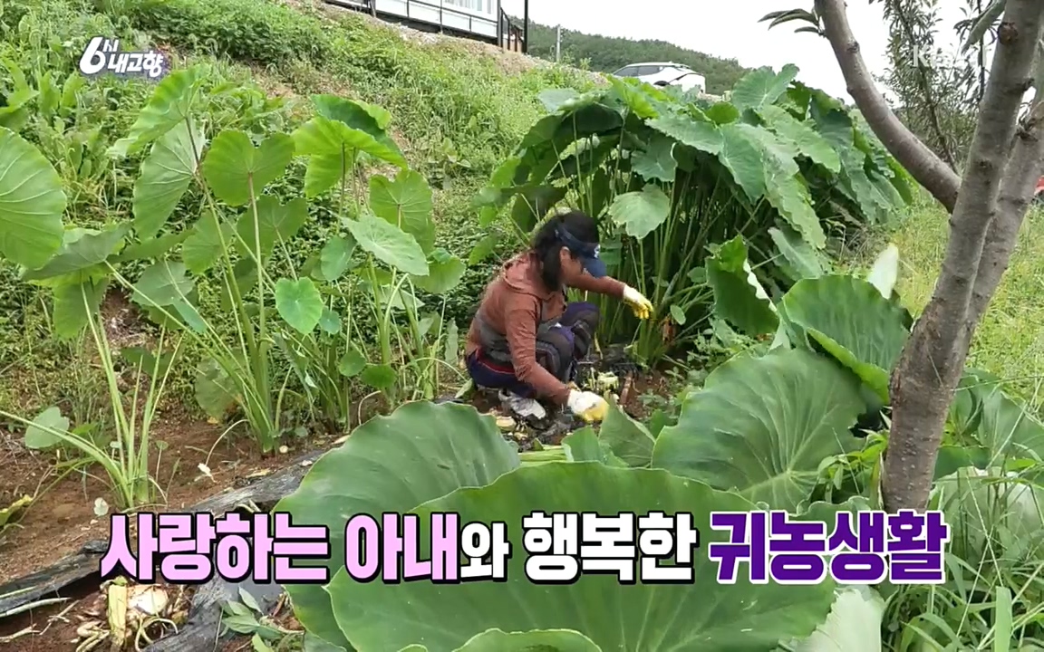 6시 내고향.E7618.220916p.H264-F1RST.mp4_20220920_202018.972.jpg