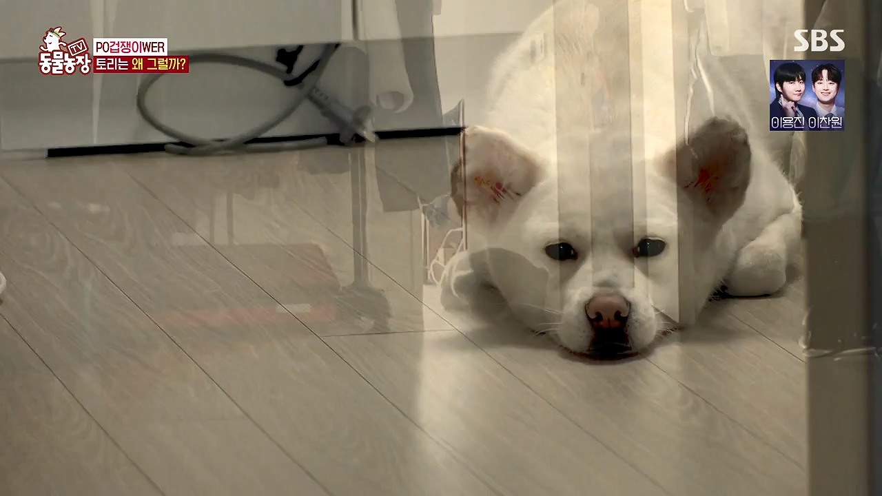 TV 동물농장.E1179.240708p-NEXT.mp4_20240707_160435.085.jpg