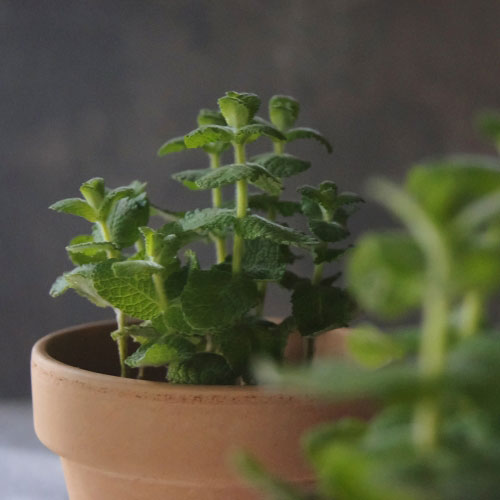  애플민트(Apple Mint)가드닝 정보 및 팁