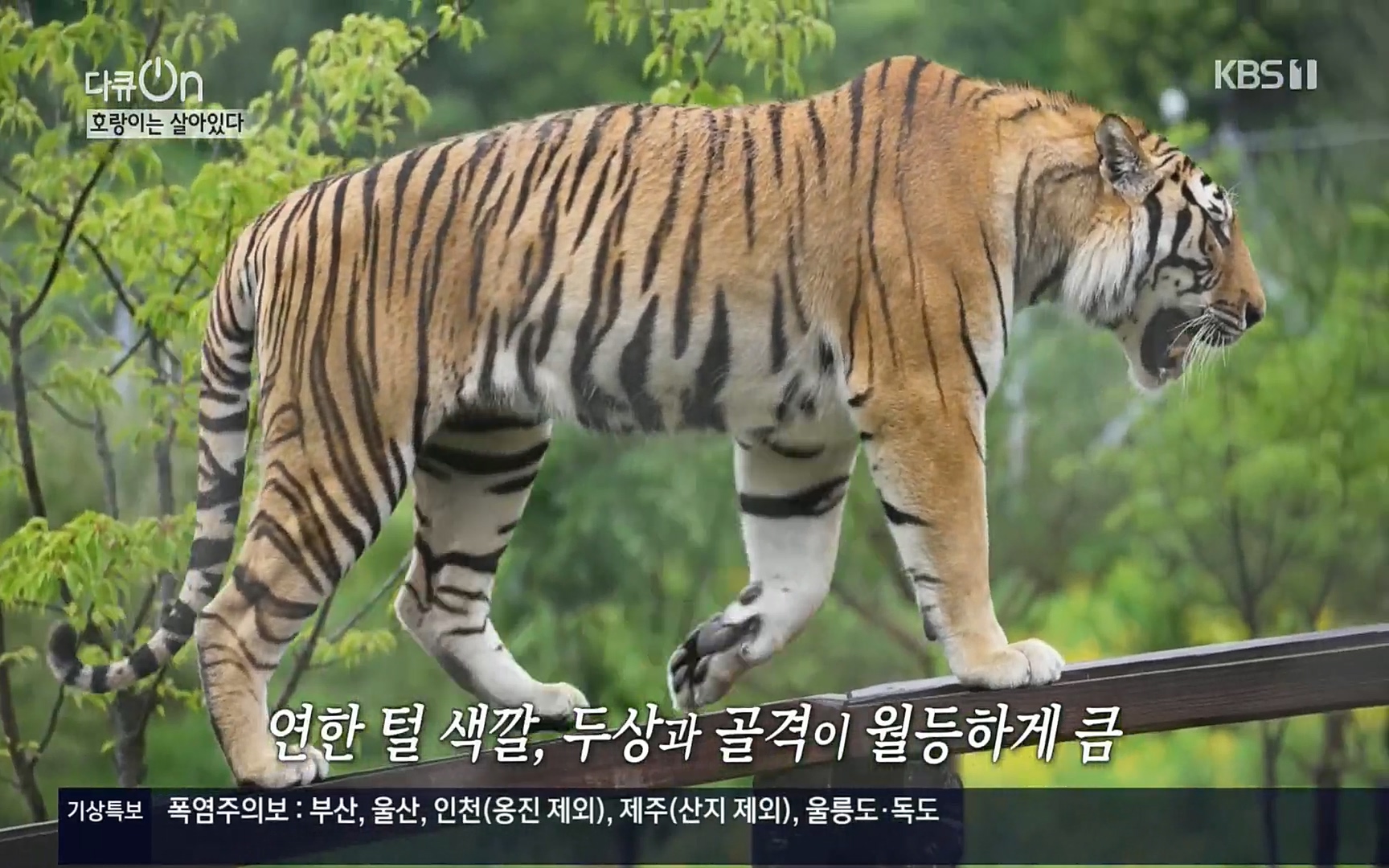 다큐 On.E150.220729p.H264-F1RST.mp4_20220730_164041.633.jpg