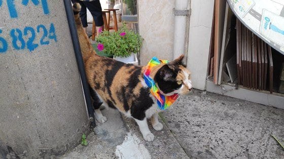  길고양이 근황