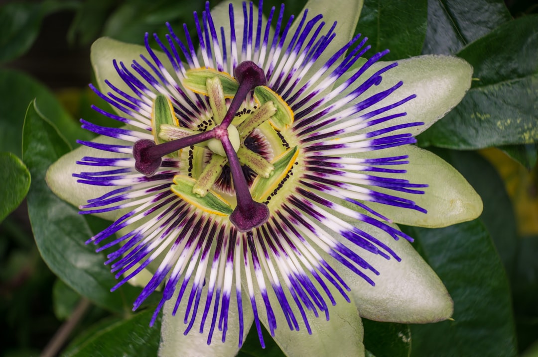 Passionflower