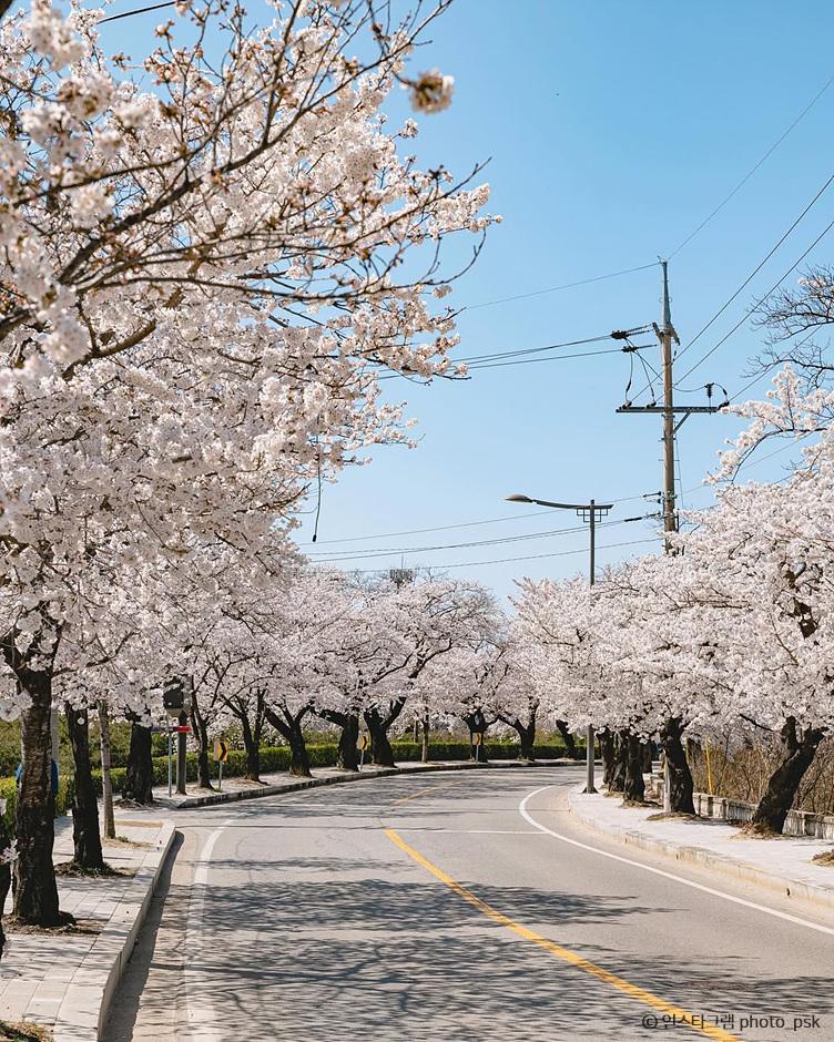 벚꽃 추천 명소