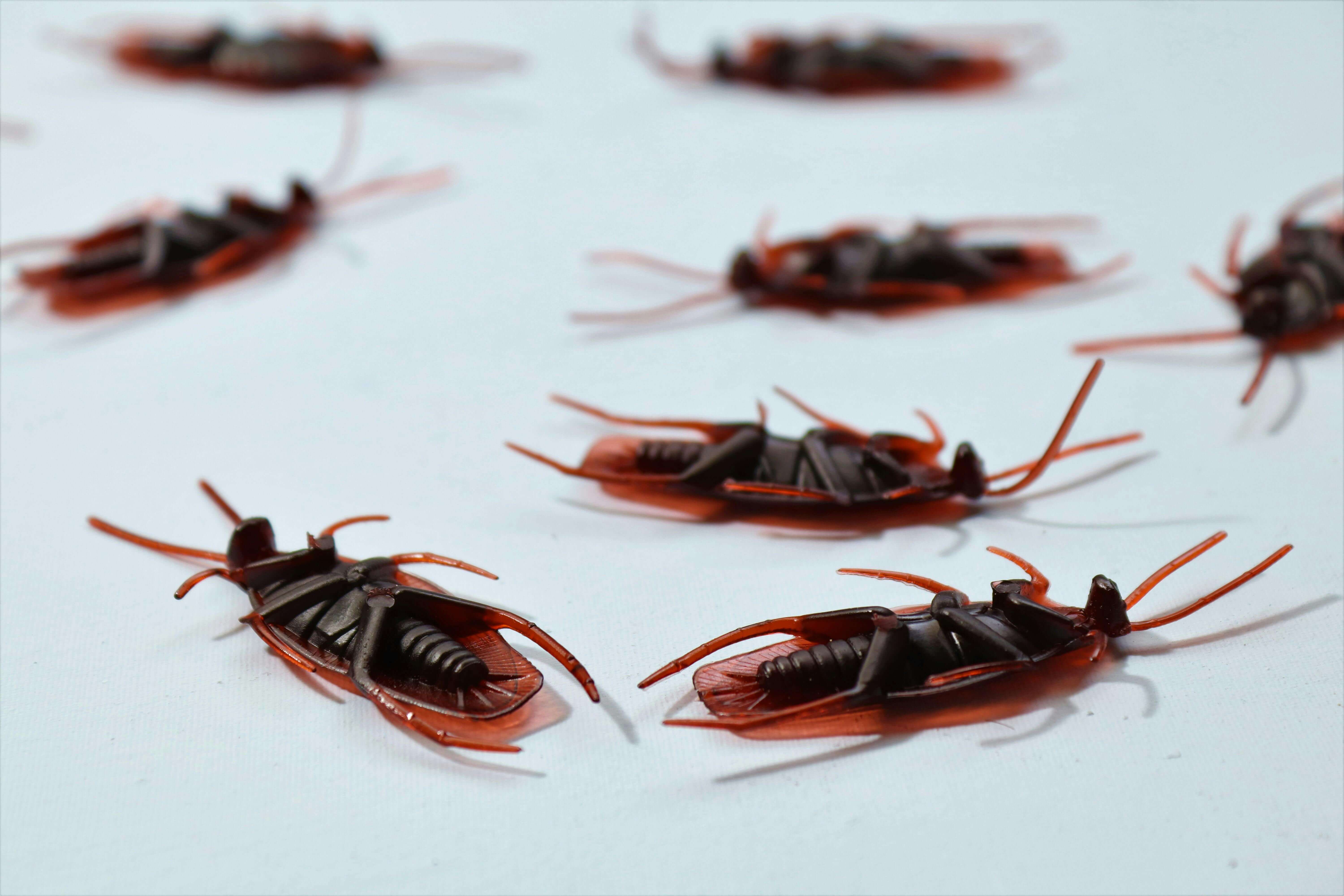 바퀴벌레 완벽 퇴치방법&amp;#44;바퀴벌레 퇴치&amp;#44; 바퀴벌레 방역&amp;#44; 바퀴벌레 유입경로&amp;#44; 음식물쓰레기&amp;#44;바퀴벌레 유입경로창문 틈&amp;#44; 바퀴벌레 유입경로 문틈&amp;#44; 바퀴벌레 유입경로 이웃집&amp;#44;바퀴벌레유입경로 택배상자&amp;#44;음식물쓰레기버리기&amp;#44;물기제거&amp;#44;틈새막기&amp;#44;바퀴벌레 살충제&amp;#44; 바퀴벌레 덫&amp;#44; 바퀴벌레 천연 퇴치제 계피&amp;#44;바퀴벌레 천연 퇴치제 붕산&amp;#44;바퀴벌레 천연 퇴치제 오렌지 레몬껍질&amp;#44;바퀴벌레 천연 퇴치제 로즈마리&amp;#44;바퀴벌레 천연 퇴치제 페퍼민트&amp;#44;바퀴벌레 천연 퇴치제 라벤더&amp;#44;바퀴벌레 방역업체&amp;#44;바퀴벌레 퇴치 배수구트랩&amp;#44;바퀴벌레 퇴치 뜨거운 물 붓기&amp;#44; 바퀴벌레 퇴치 방충망설치&amp;#44; 바퀴벌레 퇴치 문틈막기
