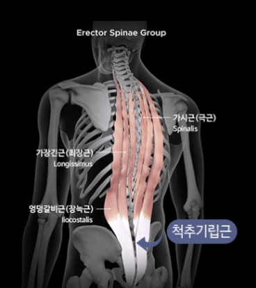 등 운동(Back Workout)에 대한 모든 것&#44;