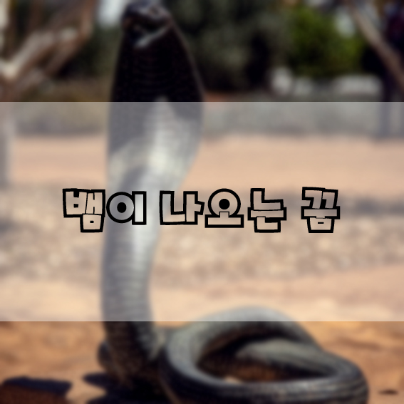  뱀 관련 꿈 해몽