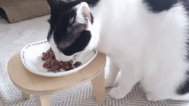 구냥이 고양이캔으로 네 건강관리해요 18