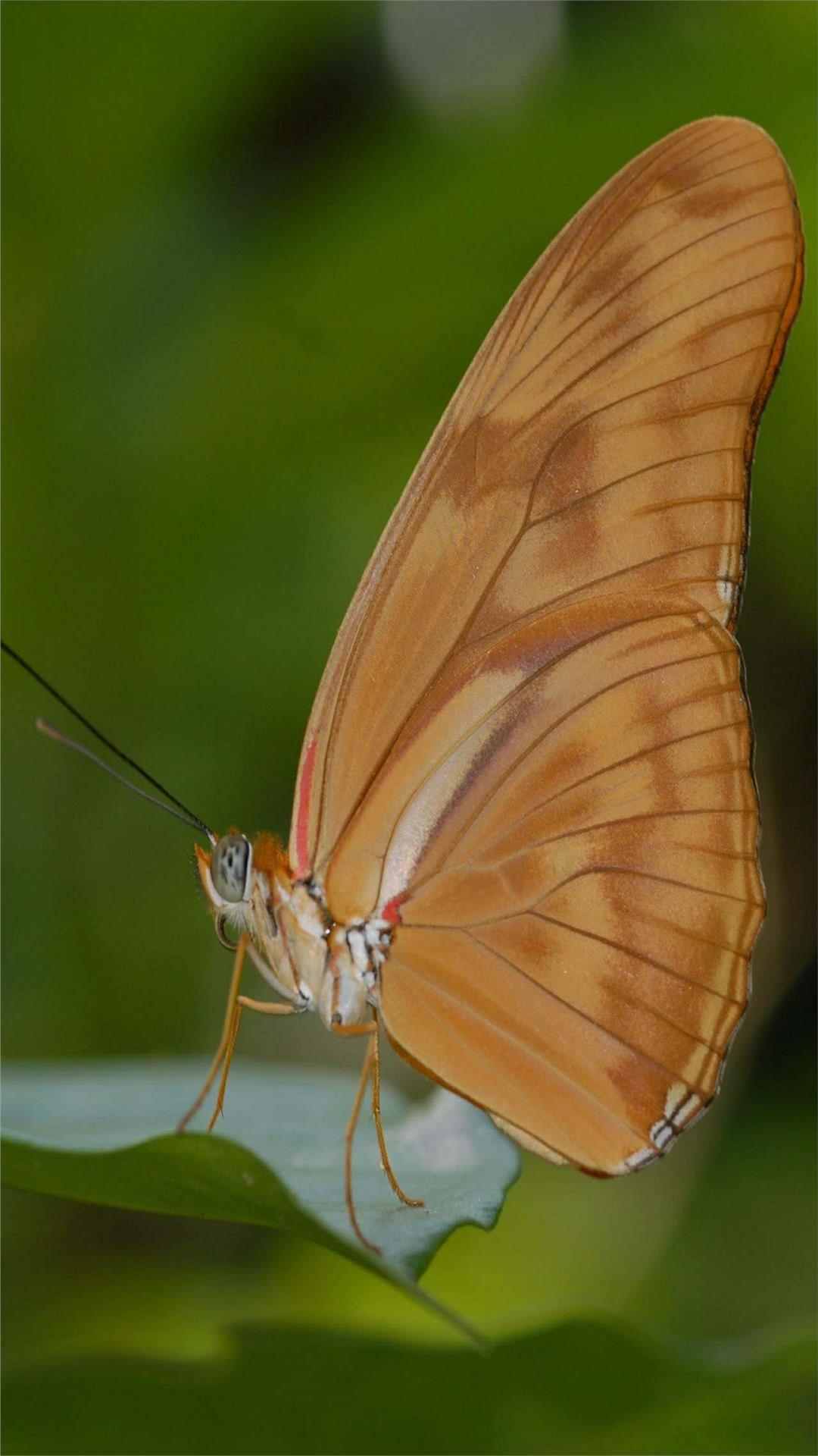 Butterfly Animal iPhone Wallpaper