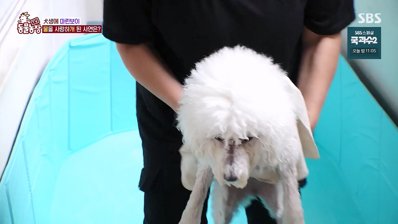 TV 동물농장.E1137.230911p-NEXT.mp4_20230910_183203.007.jpg