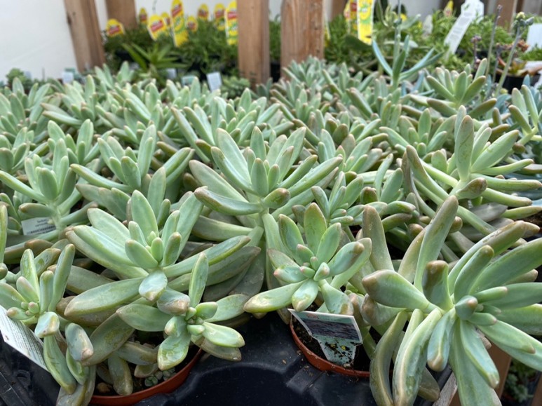 이름 가격도 같이 알아봐요. 예쁜 다육이 종류 29