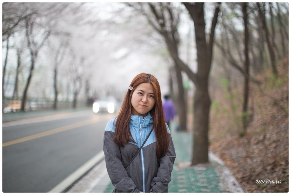  평택 벚꽃 명소 탐방 - 은혜로벚꽃길