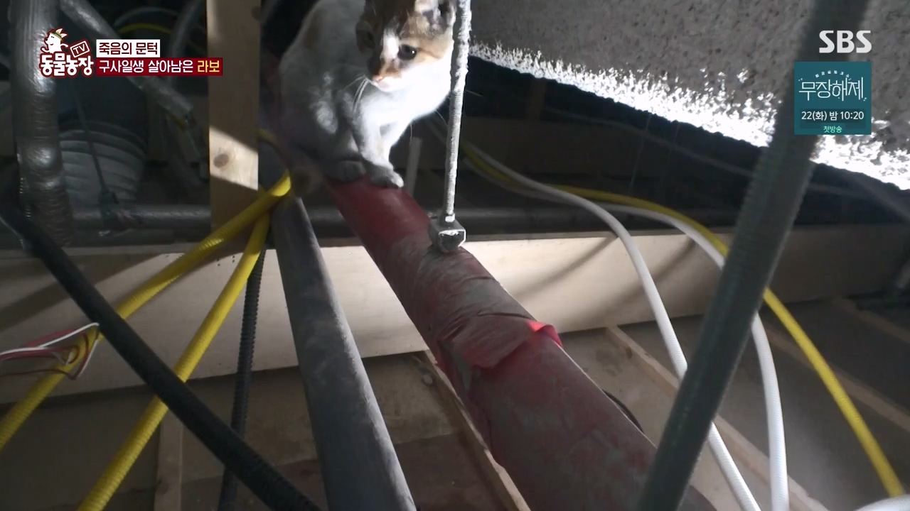 TV 동물농장.E1133.230814p-NEXT.mp4_20230813_171351.323.jpg