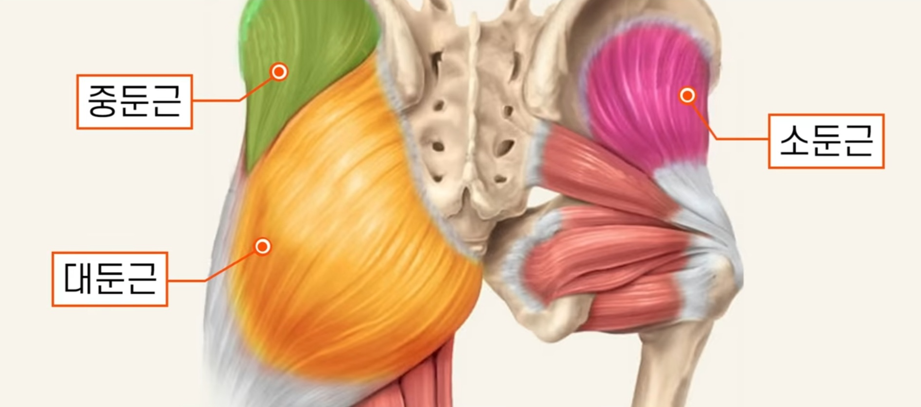 엉덩이 근육 구성과 위치