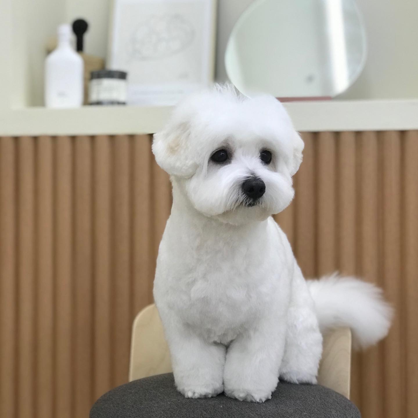반려견 꼬똥 드 툴레아 강아지 키우면 좋은 점, 힘든점 무엇이 있을까 반려견 꼬똥 드 툴레아 강아지 키우면 좋은 점, 힘든점 무엇이 있을까