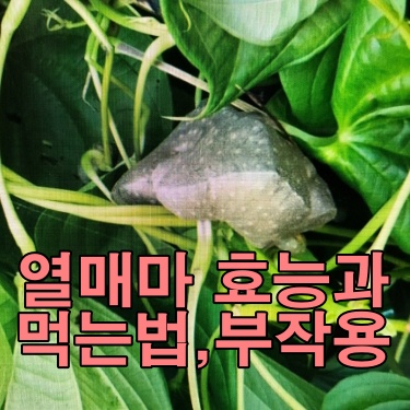  열매마 효능에서 열매마 부작용까지 알레르기반응과 보관법등