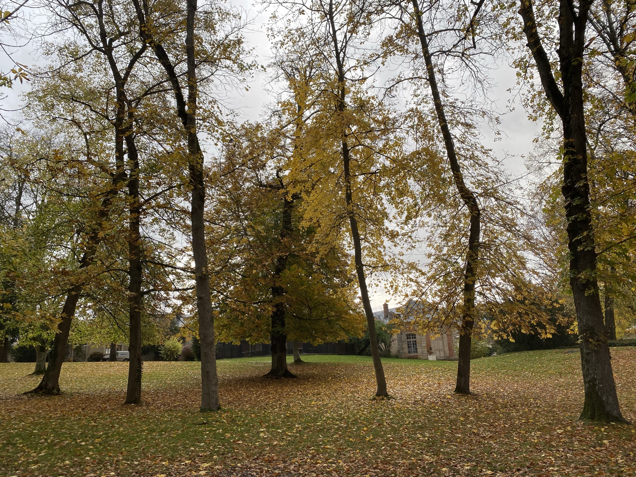 가을-샤마헝드-낙엽