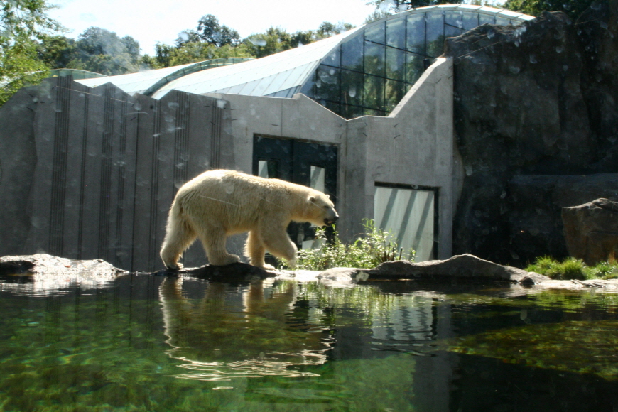쇤부른-동물원-북극곰