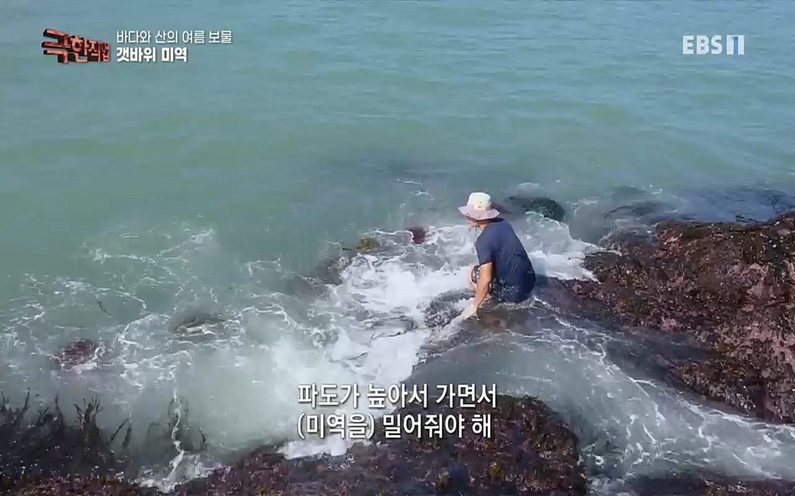 TV - 교육의 중심 EBS바다와 산의 여름 보물, 갯바위 미역 & 꽃송이버섯.mp4_20220828_145311.620.jpg