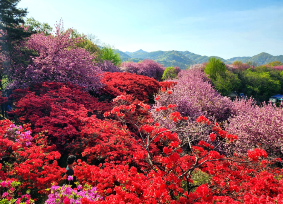 전주 완산칠봉꽃동산