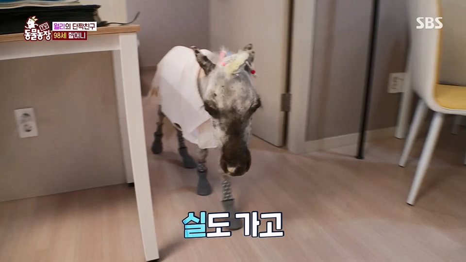 TV 동물농장.E1126.230625p.H264-F1RST.mp4_20230626_204300.589.jpg
