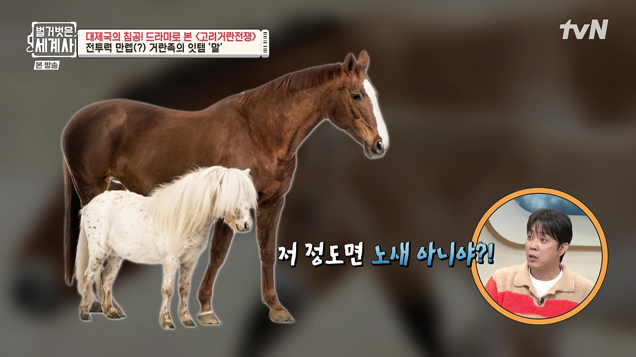 벌거벗은 세계사.E135.240124p-NEXT.mp4_20240717_203549.221.jpg