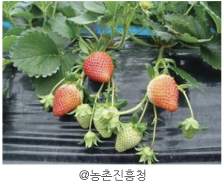 [부자들의 취미생활]딸기의 종류, 딸기 족보, 딸기의 뿌리 딸딸이
