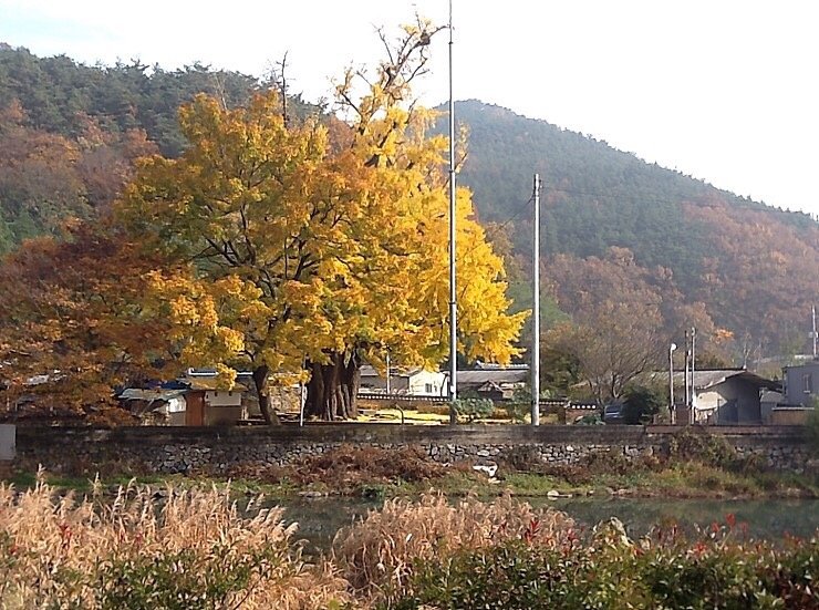  화순 야사리 은행나무&먹거리