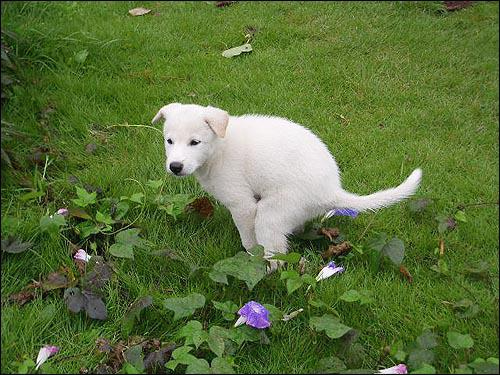 강아지 배변