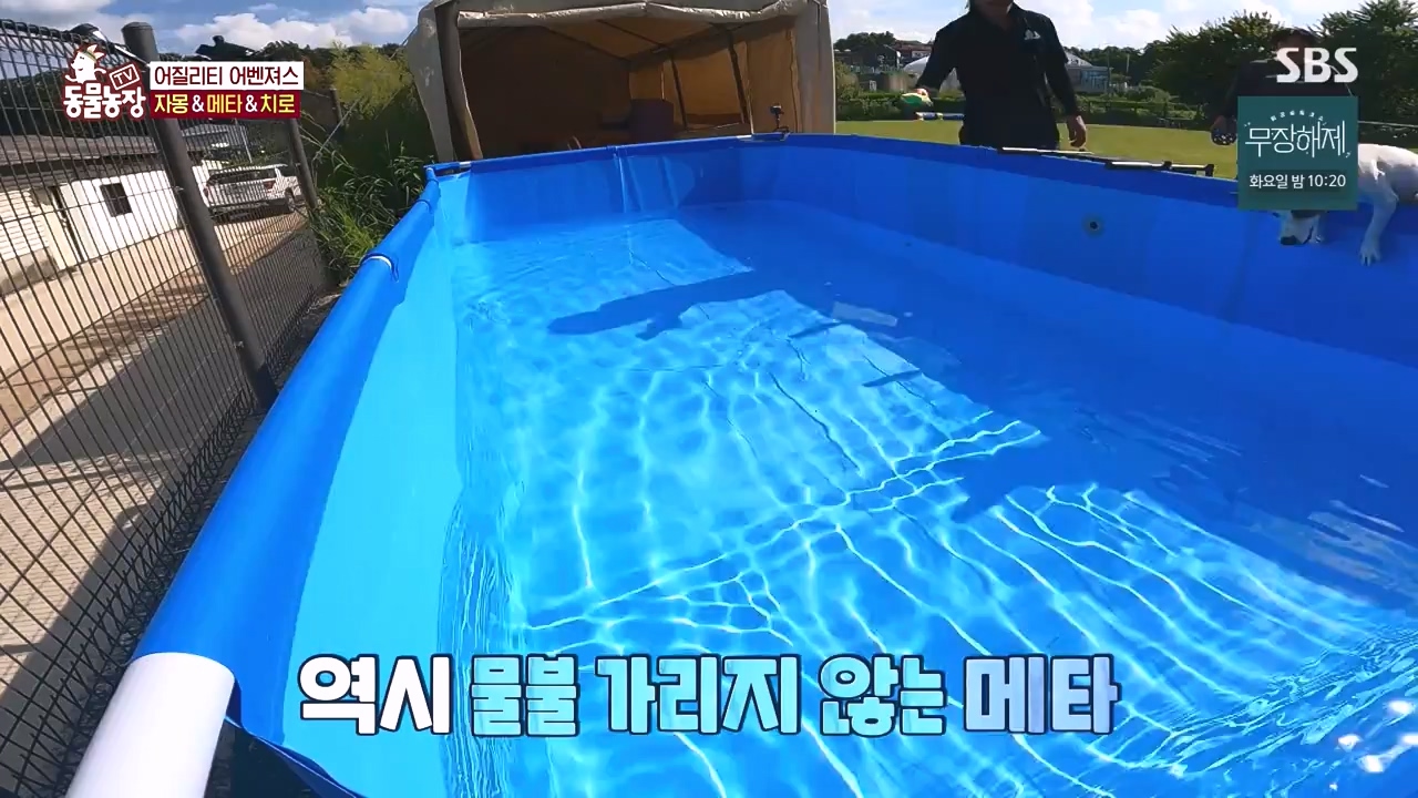 TV 동물농장.E1135.230828p-NEXT.mp4_20230827_180810.010.jpg