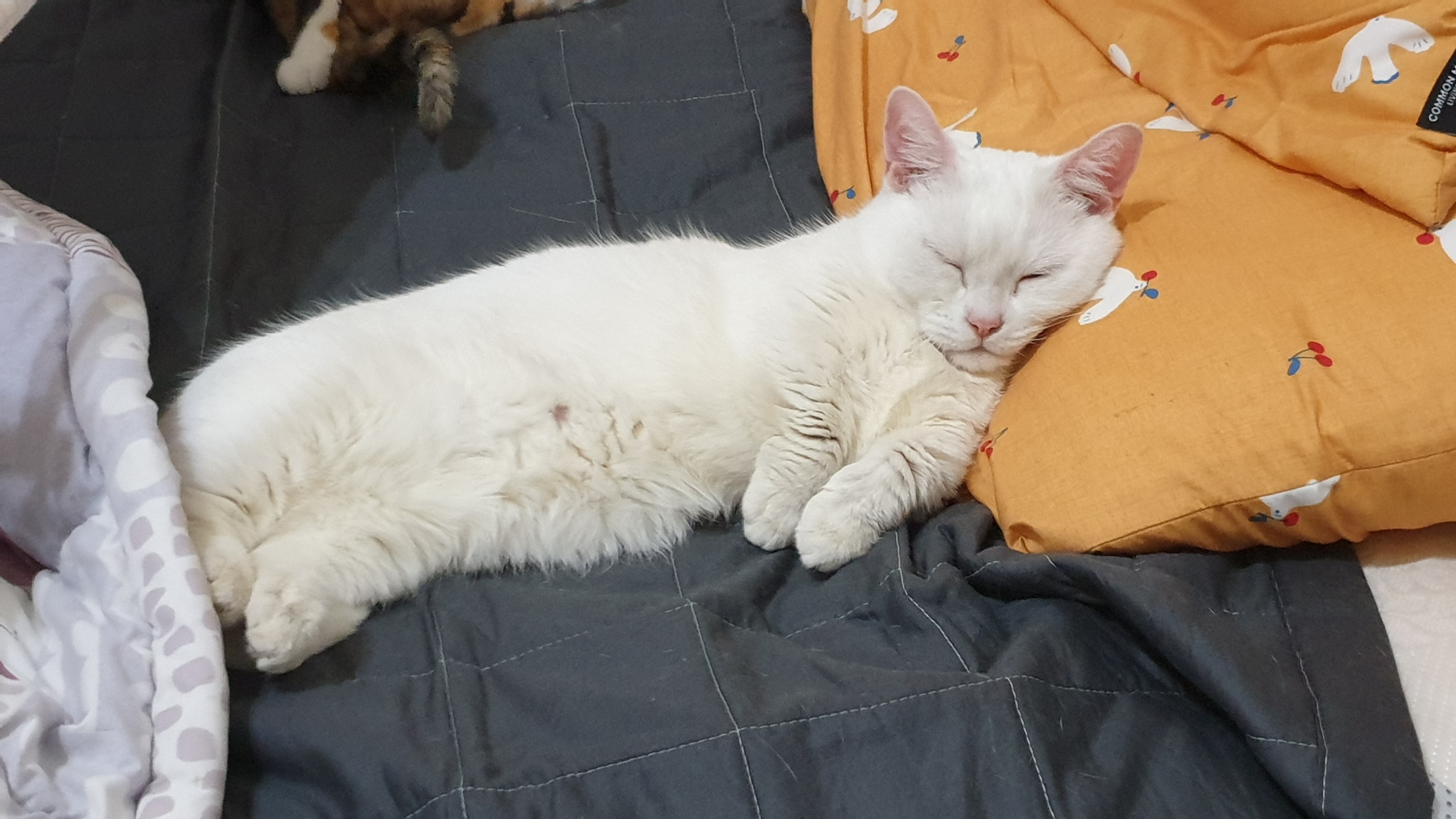  고양이 사료 추천 웰츠 캣 저지방 다이어트 사료 리뷰