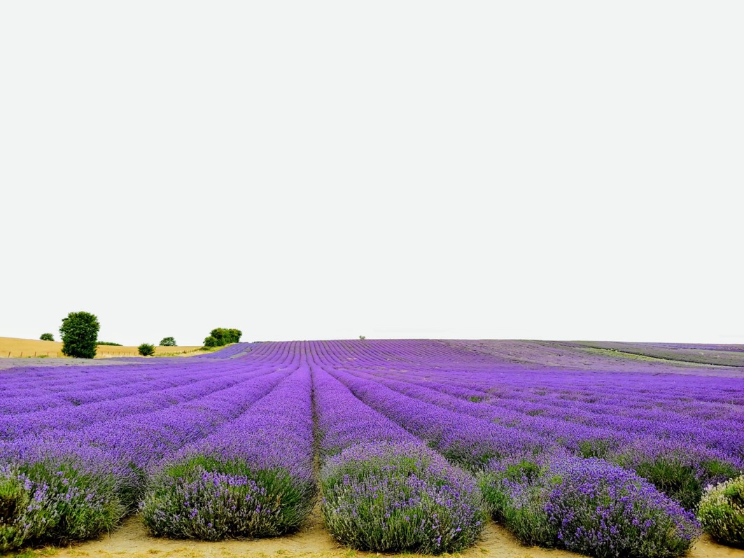  [영국여행] 히친 라벤더 (Hitchin Lavender) 둘러보기