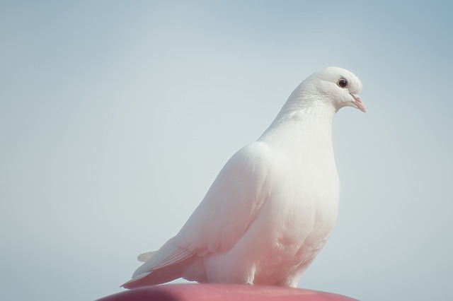 하얀 비둘기